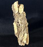 Dactylioceras athleticum (SIMPSON 1855) - Bild &copy; FossNet FossilienStore